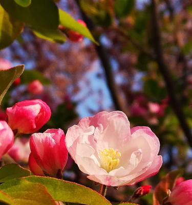 白色海棠花的花语是什么？白色海棠花有哪些寓意？