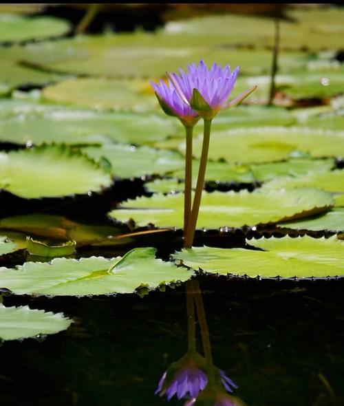 延药睡莲的花语是什么？延药睡莲有哪些寓意？