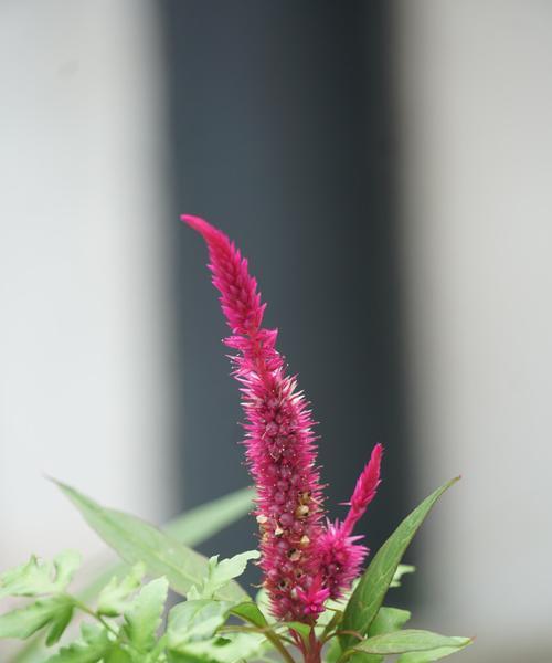 鸡冠花的风水寓意是什么？鸡冠花有哪些风水作用？