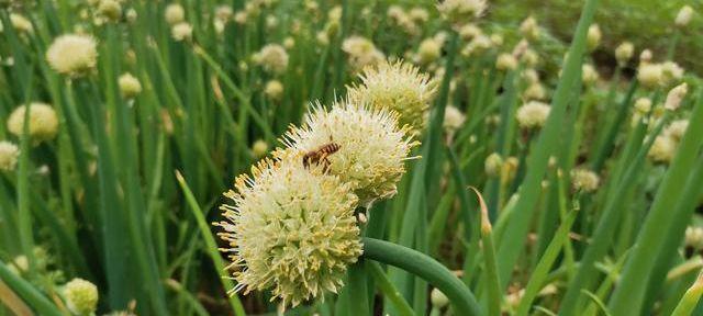 葱花的花语是什么？葱花有哪些寓意？