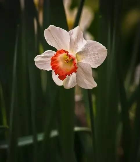 代表敬意的花是什么？敬意的花语是什么？