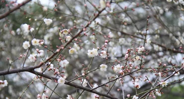 白梅花的花语是什么？白梅花有哪些寓意？