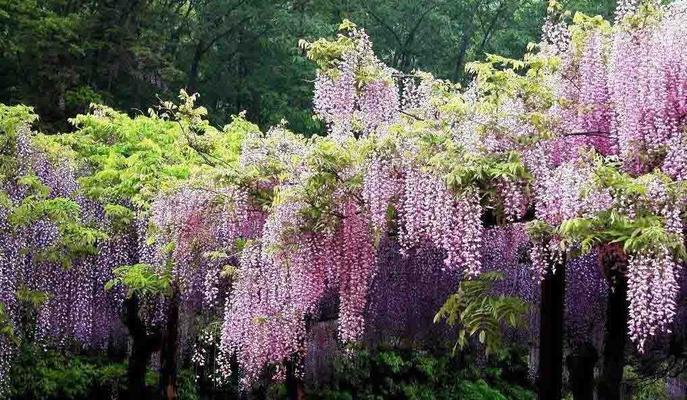 紫藤花的花语是什么？紫藤花的花香是什么？