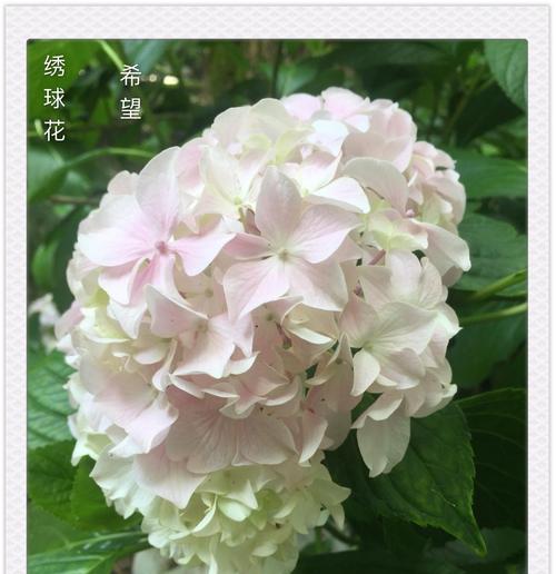 代表成长的花是什么？成长的花语是什么？