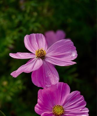 代表善良温暖的花是什么？善良温暖的花语是什么？