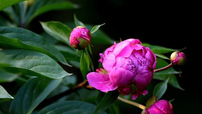 芍药的寓意是什么？芍药有哪些象征意义？