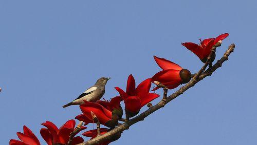 木棉花开的寓意是什么？木棉花开象征着什么？