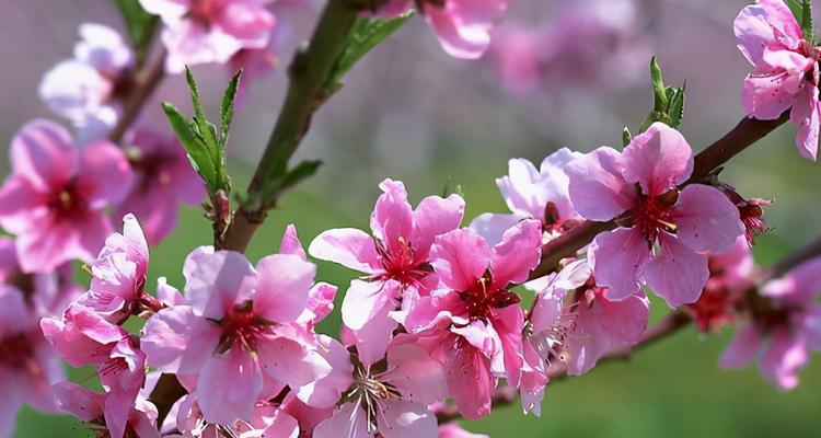 桃花的特点是什么？桃花的介绍和寓意是什么？