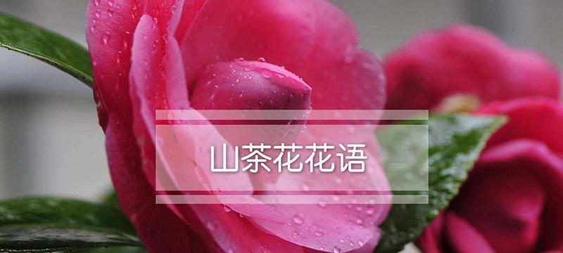 茶花的花语是什么？茶花有哪些寓意？