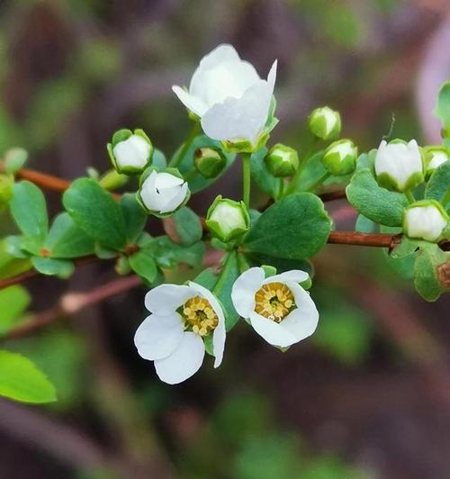 代表分离的花是什么？分离的花语是什么？