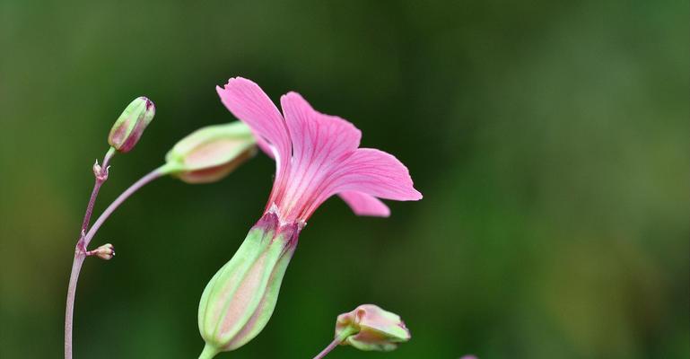 代表开心的花是什么？开心的花语是什么？