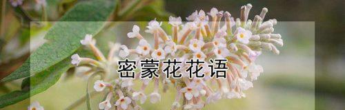 每个花的花语是什么？不同花的花语有哪些？