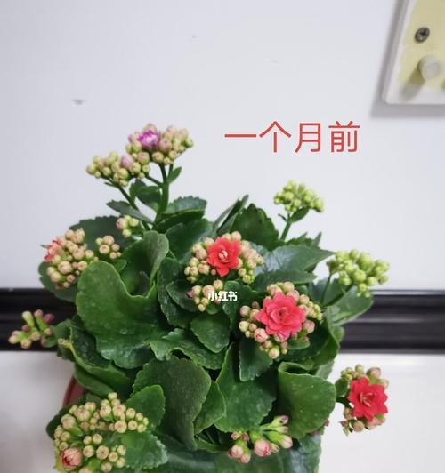 长寿花不同颜色代表什么？长寿花颜色寓意是什么？