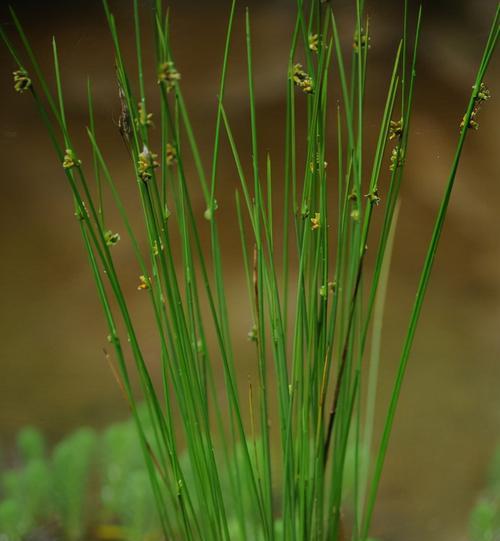 哪些植物代表父亲？父亲的植物有哪些花语？