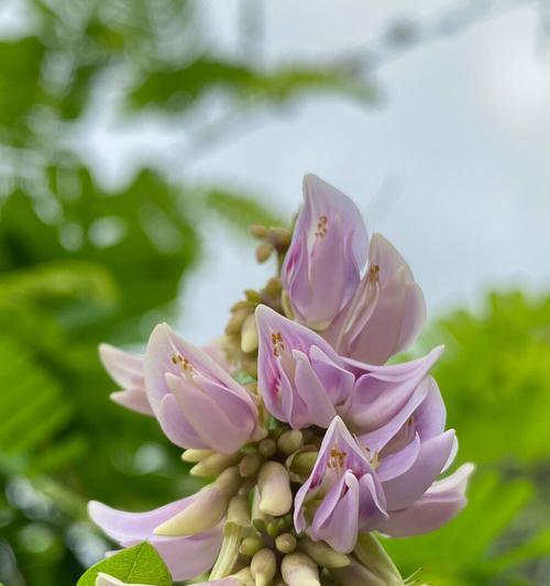 代表苦恋的花有哪些？相思之苦的花语是什么？