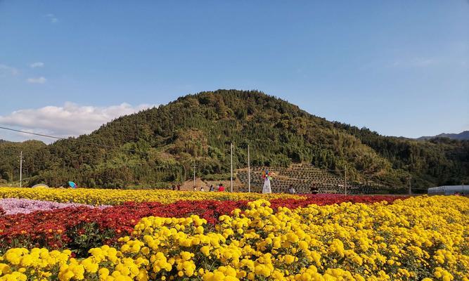 菊花的颜色代表什么？菊花的花语是什么？