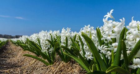 代表重生的花是什么？重生的花语是什么？