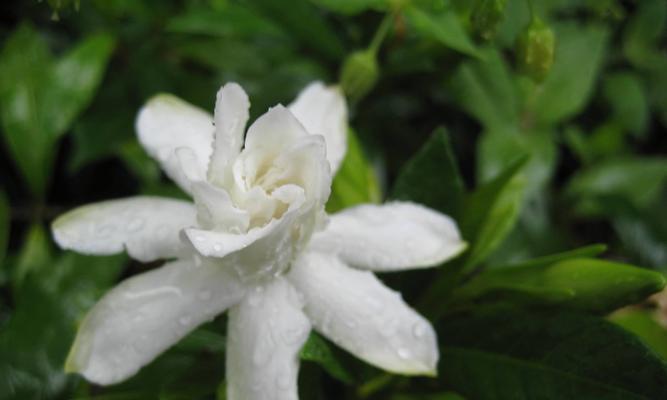 栀子花的花语是什么？栀子花怎么养？