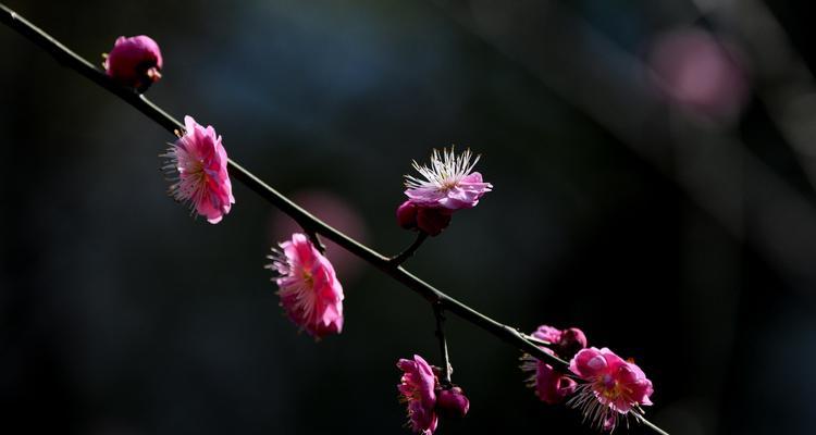 梅花代表吉祥吗？梅花有哪些寓意？