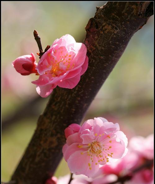 梅花代表吉祥吗？梅花有哪些寓意？