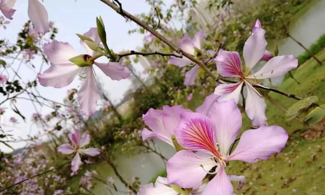 宫粉紫荆花的花语是什么？宫粉紫荆花有哪些寓意？