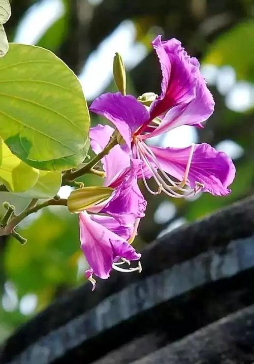 宫粉紫荆花的花语是什么？宫粉紫荆花有哪些寓意？