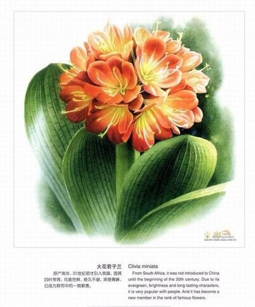 大花君子兰的花语是什么？大花君子兰有哪些寓意？