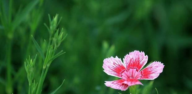 石竹花的花语是什么？石竹花有哪些寓意？