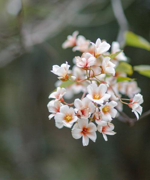 油桐花的花语是什么？油桐花为什么象征着情窦初开？