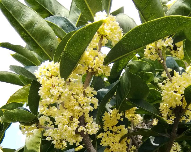 桂花开花有什么寓意？桂花开花是好兆头吗？