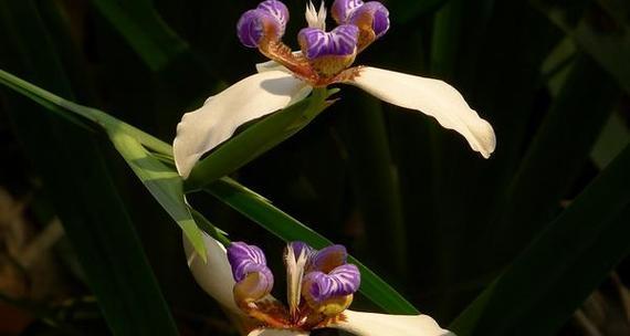 鸢尾花的花语是什么？鸢尾花有哪些寓意？