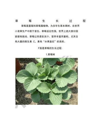 草莓结果需要多长时间？从种植到成熟需要等待多久？