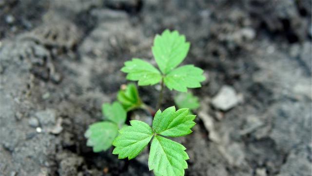 草莓发芽的过程是怎样的？需要多长时间？