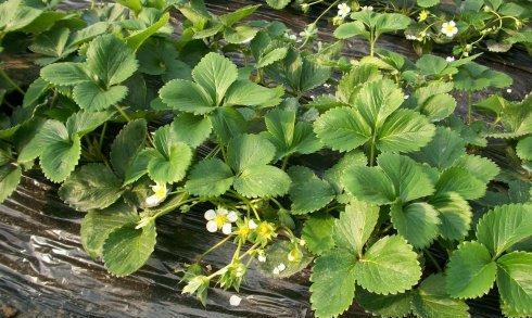 草莓几年开花结果？如何正确种植以保证产量？