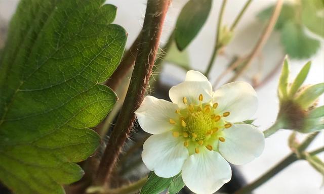 草莓几年开花结果？如何正确种植以保证产量？