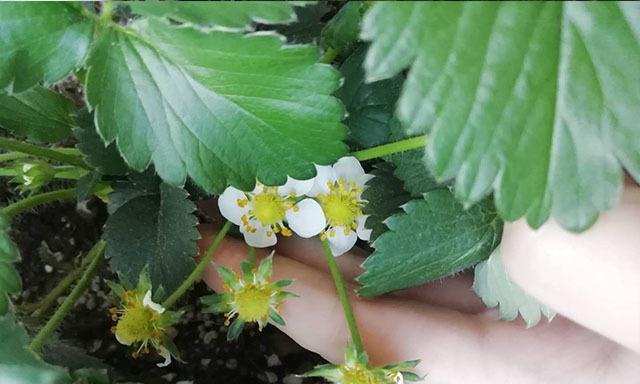 草莓几月开花结果？如何判断最佳采摘时间？