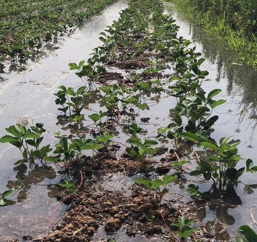 草莓苗淋雨后需要注意什么？