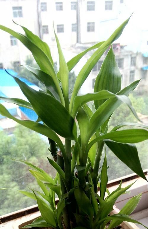 草莓苗是喜阴植物还是喜阳光植物？种植时的光照需求是什么？