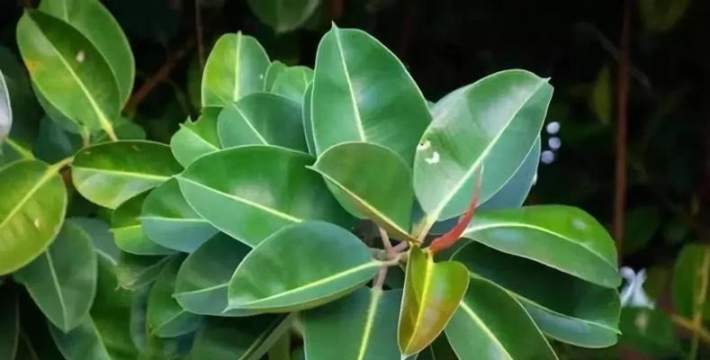 草莓苗是喜阴植物还是喜阳光植物？种植时的光照需求是什么？