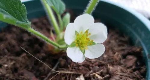 草莓自花授粉的真相是什么？授粉方式有哪些？