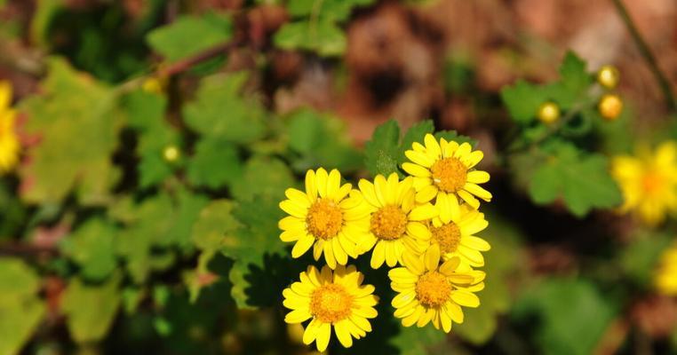 野菊花花语代表什么意思？如何正确理解其象征意义？