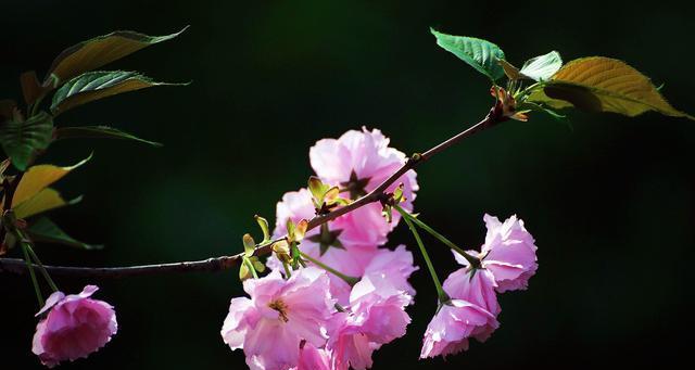 樱花代表什么花语？樱花的花语有哪些含义？