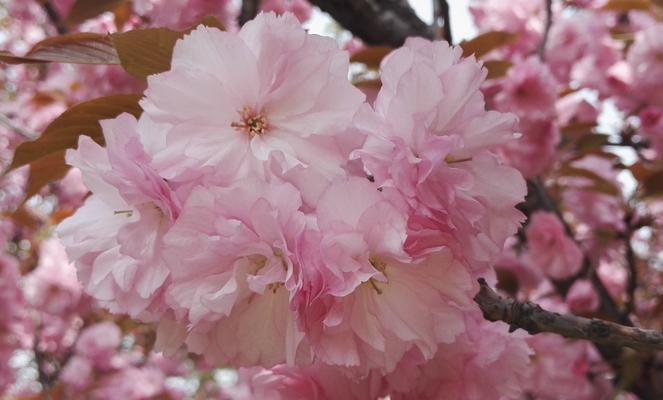 樱花花语是什么？樱花的象征意义有哪些？