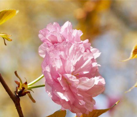 樱花花语是什么？樱花的象征寓意有哪些常见问题？