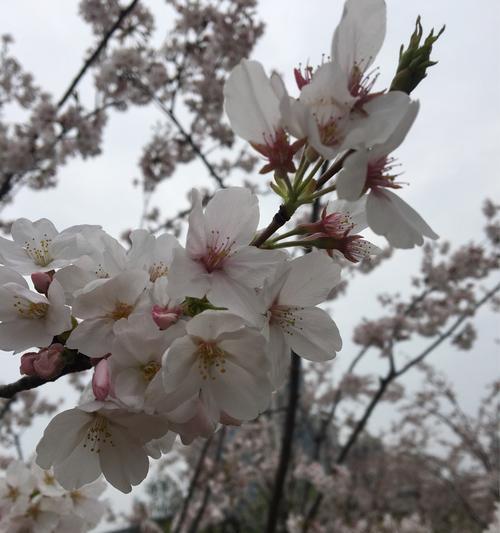 樱花花语是什么意思？樱花代表的含义有哪些？