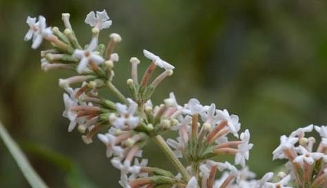 樱水晶的花语是什么？它有哪些寓意和象征意义？