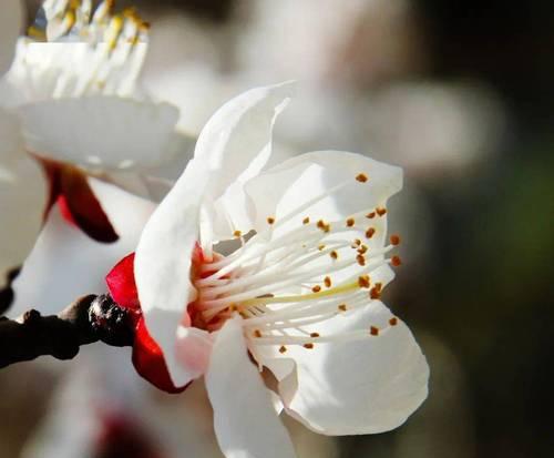 樱桃花的花语是什么？如何用樱桃花表达情感？