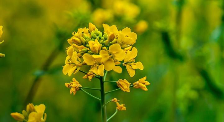 油菜花代表什么？油菜花的花语和寓意有哪些？