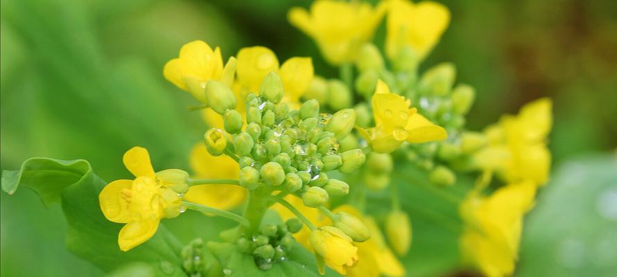 油菜花代表什么？油菜花的花语和寓意有哪些？