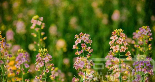 油菜花花语是什么？油菜花代表的含义有哪些？